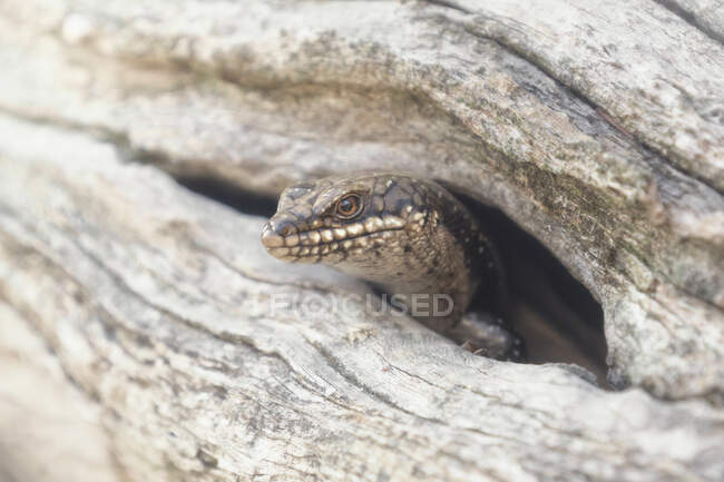Baumspaltenskink blickt durch ein Loch in einem Ast, Australien — Stockfoto