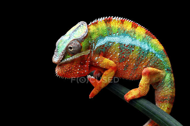 Portrait of a panther chameleon on a branch, Indonesia — Stock Photo