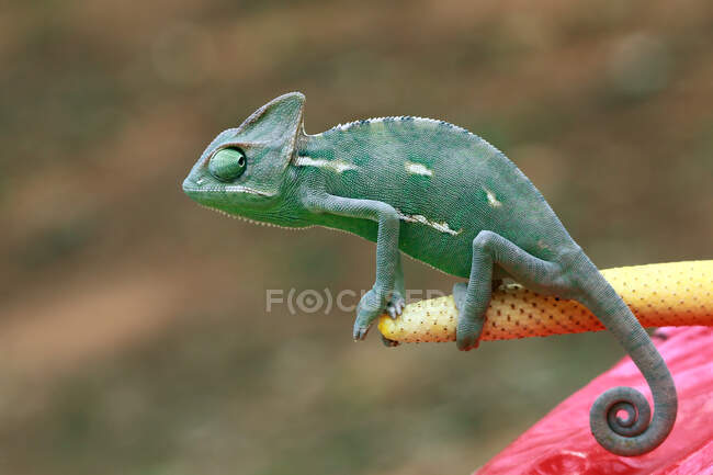 Veiled Chameleon on a flower, Indonesia — Stock Photo