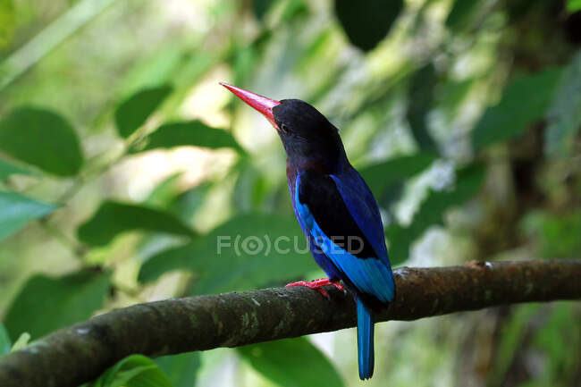 Portrait d'un Javan Kingfisher, Indonésie — Photo de stock