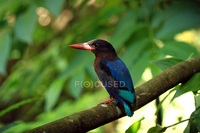 Portrait of a Javan Kingfisher, Indonesia — Stock Photo