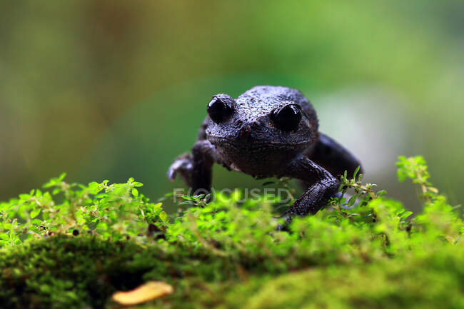 Крупный план Java Spadefoot Toad on moss, Индонезия — стоковое фото