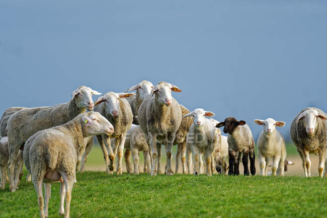 Troupeau de moutons sur la digue d'Ems, Oldersum, Frise orientale, Allemagne — Photo de stock