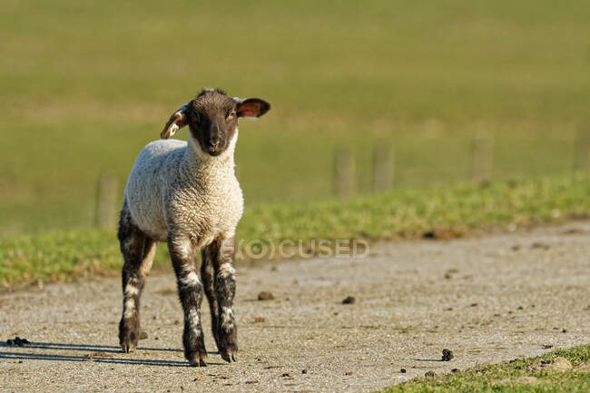 Ritratto di agnello, Oldersum, Bassa Sassonia, Germania — Foto stock