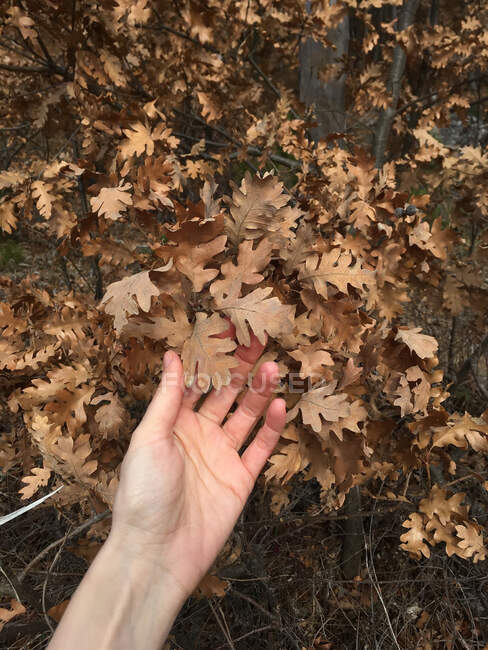 Main de femme touchant des feuilles de chêne, Russie — Photo de stock
