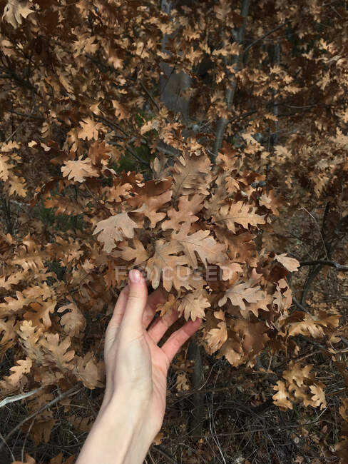 Женская рука трогает дубовые листья, Россия — стоковое фото