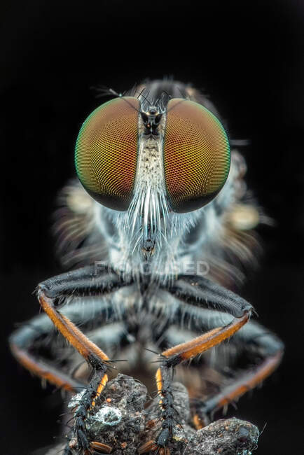 Close-up portrait of a robber fly, Indonesia — Stock Photo