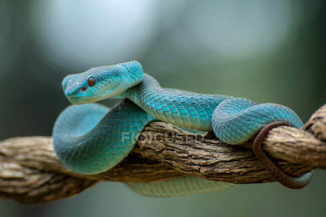 White-lipped island pit viper on a branch, Indonesia — Stock Photo