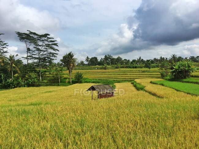 Campo de arroz, Ubud, Bali, Indonesia - foto de stock