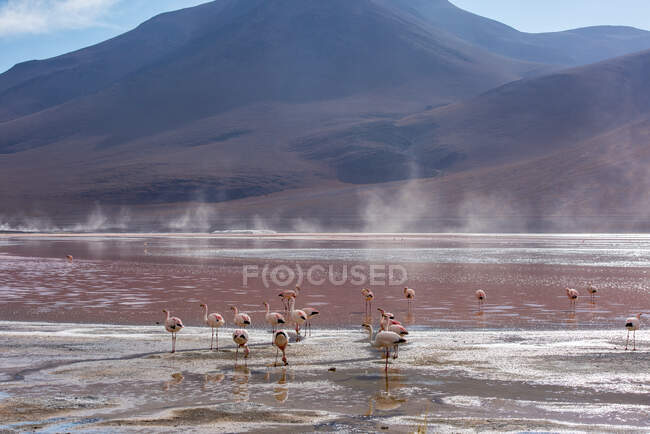 Flock of flamingoes standing in red lagoon, Altiplano, Bolivia — Stock Photo