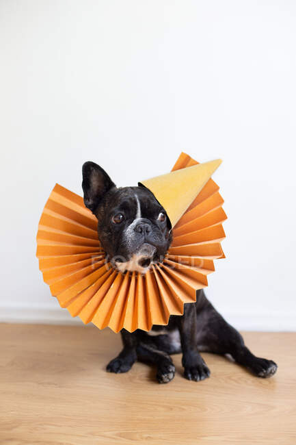 French bulldog wearing a party hat — Stock Photo