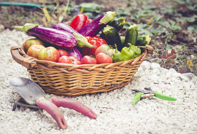 Плетений кошик в овочевому саду зі свіжоспеченими обергінами, кабачками, болгарським перцем та помідорами — стокове фото