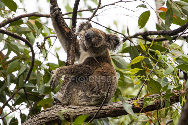 Koala sitting in a gum tree, Queensland, Australia — Stock Photo