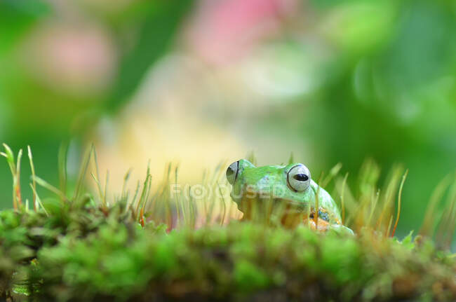 Gros plan d'une grenouille assise sur de la mousse, Indonésie — Photo de stock