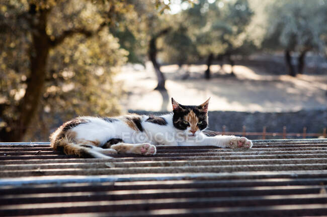 Chat dormant sur un toit, Andalousie, Espagne — Photo de stock