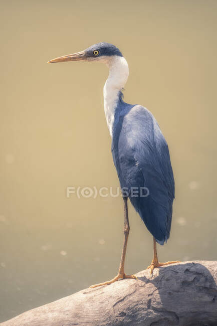 Pied heron perched on log by a lake, Australia — Stock Photo