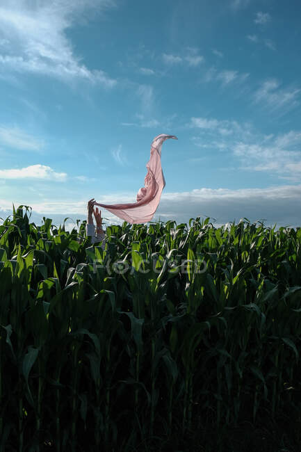 Hände mit einem rosafarbenen Schal in der Luft in einem Maisfeld, Frankreich — Stockfoto