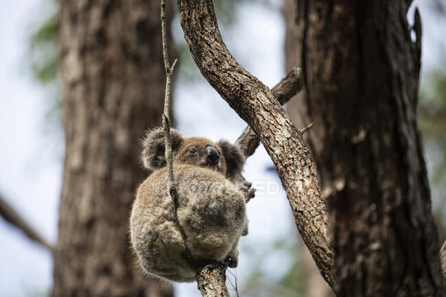 Koala seduta su un albero di gomma, Queensland, Australia — Foto stock