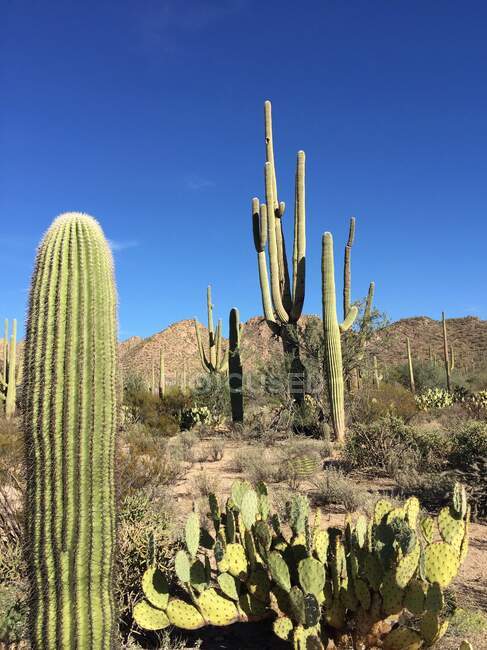 Cactus de Saguaro, parc national de Saguaro, Arizona, États-Unis — Photo de stock