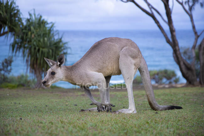 Retrato de un canguro, Queensland Australia - foto de stock