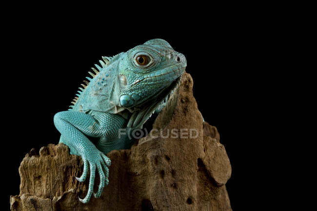 Retrato de una iguana azul de Gran Caimán en una rama, Indonesia - foto de stock