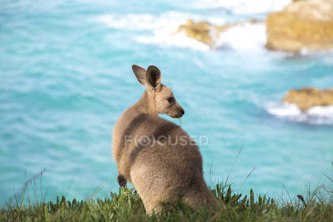 Vista posteriore di un joey mangiare erba via mare, North Stradbroke Island, Moreton Bay, Queensland, Australia — Foto stock
