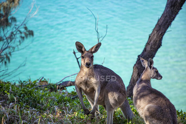 Два кенгуру біля океану: Північний острів Страдброка (затока Мортон, Квінсленд, Австралія). — стокове фото