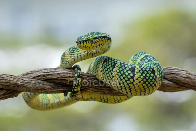 Wagler's pit viper on a branch, Indonesia — Stock Photo