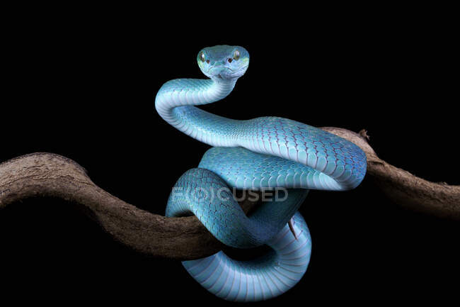 Coiled blue viper on a branch, Indonesia — Stock Photo