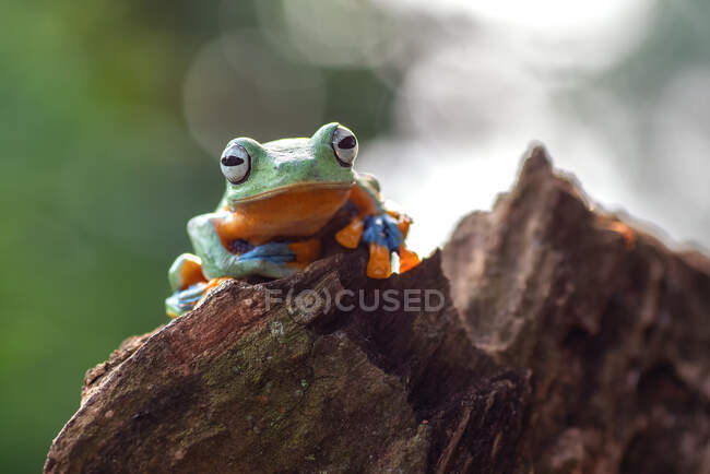 Portrait of a green tree frog, Indonesia — Stock Photo
