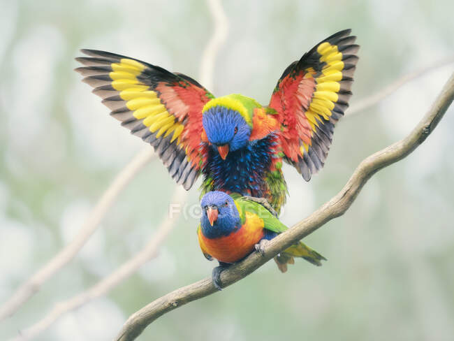 Dois lorikeets arco-íris acasalando em uma filial, Melbourne, Victoria, Austrália — Fotografia de Stock