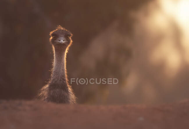 Retrato de un emú al atardecer, Australia - foto de stock