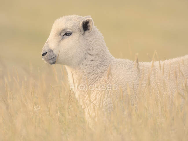 Primo piano ritratto di un agnello in piedi in un campo che mangia erba, Nuova Zelanda — Foto stock