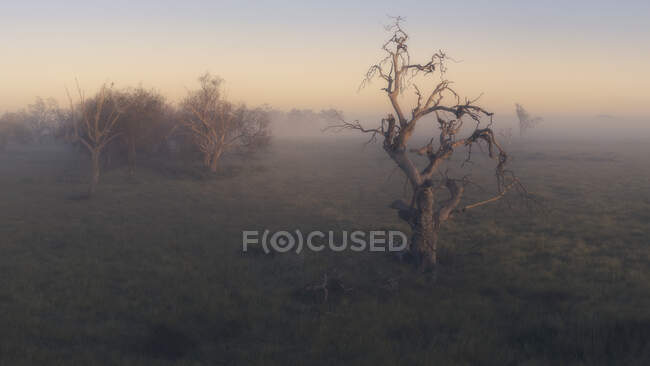 Paisaje rural en la niebla, Nueva Gales del Sur, Australia - foto de stock