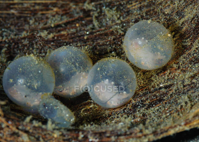 Primer plano de los huevos de sepia, estrecho de Lembeh, Indonesia - foto de stock