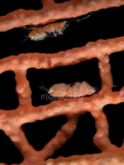 Primer plano de camarones gorgonianos en coral, Estrecho de Lembeh, Indonesia - foto de stock