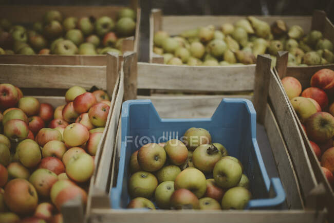 Cajas de manzanas en un mercado al aire libre, Francia - foto de stock