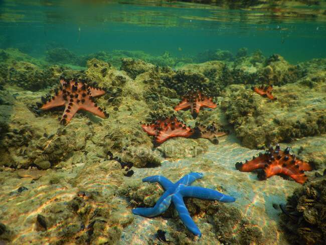 Starfish on rocks in the ocean, Indonesia — Stock Photo