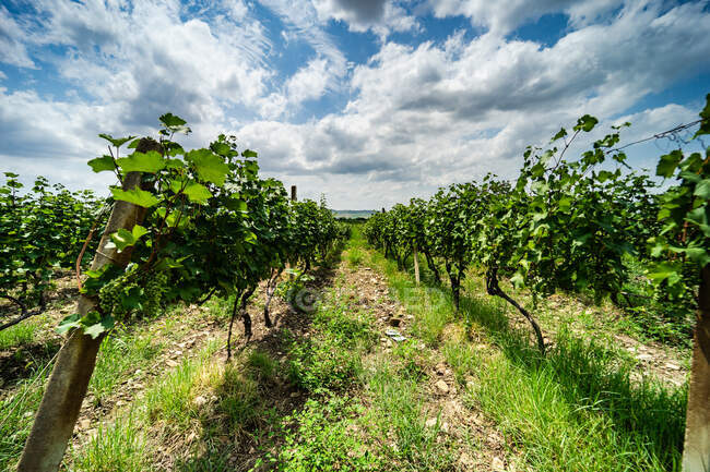 Vignoble dans la région de Kakheti, Géorgie — Photo de stock