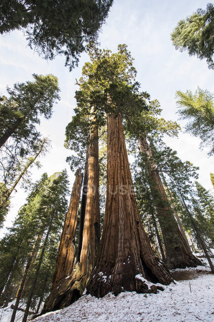 Invierno en el Parque Nacional Sequoia, California, EE.UU. - foto de stock
