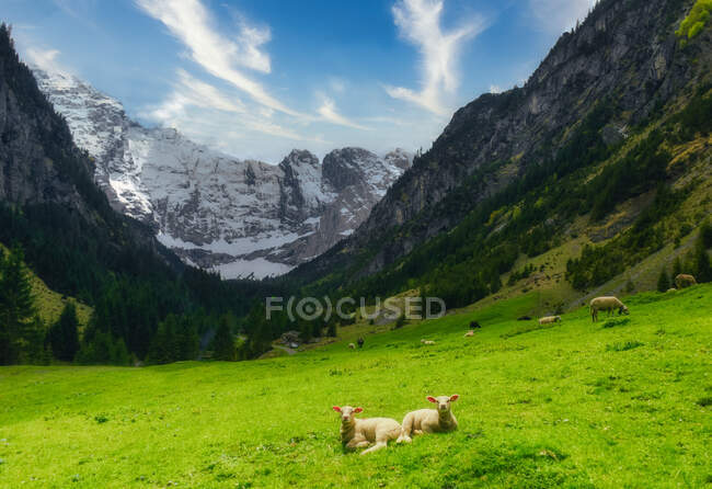 Corderos tendidos en un prado alpino, Sittlisalp, Suiza - foto de stock