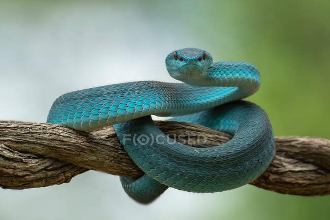 White-lipped island pit viper on a branch, Indonesia — Stock Photo