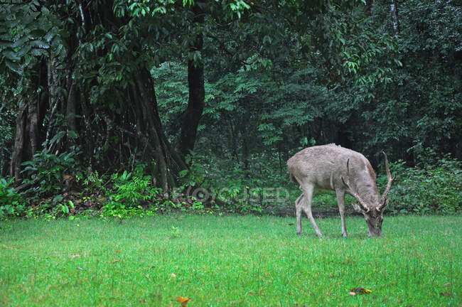 Deer grazing in a tropical forest, Pangandaran, West Java Province, Indonesia — Stock Photo