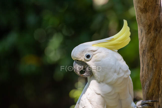 Portrait of a cockatoo on a tree, Indonesia — Stock Photo