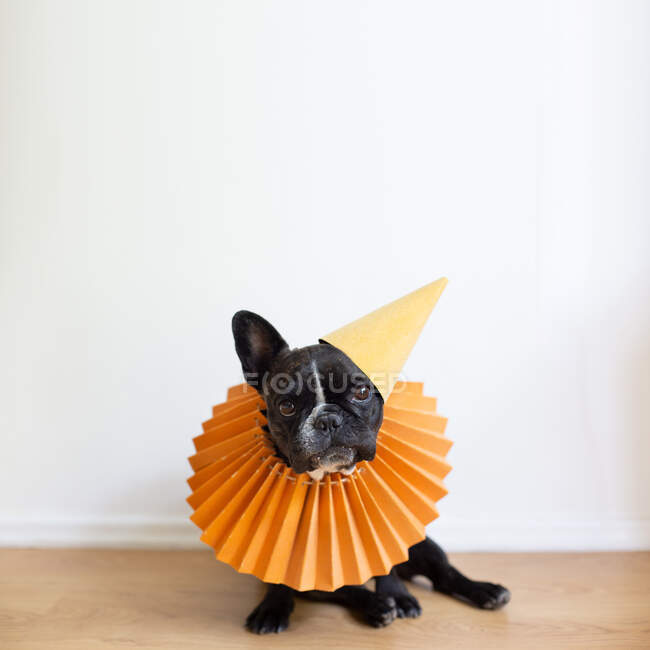 Bulldog francese che indossa un cappello da festa — Foto stock