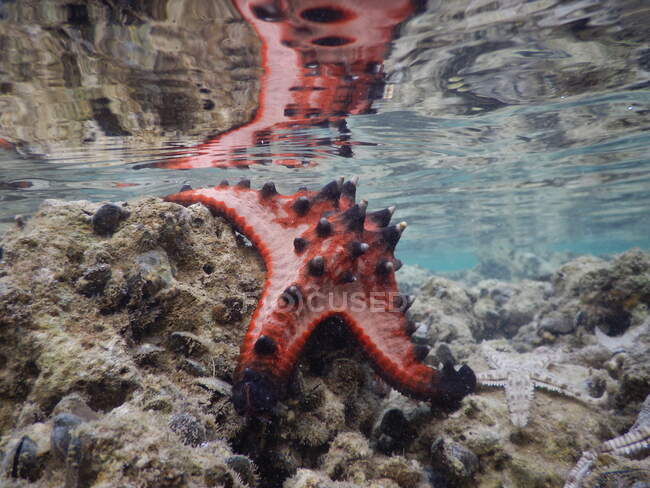 Primo piano di una stella marina su una roccia nell'oceano, Indonesia — Foto stock