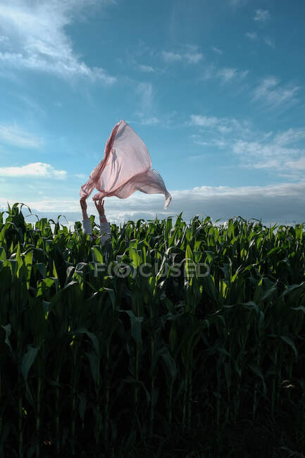 Руки держат розовый шарф в воздухе на кукурузном поле, Франция — стоковое фото
