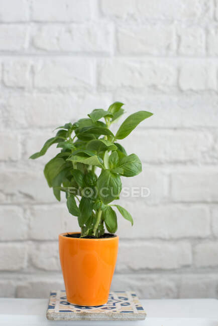 Basil plant on a painted tile — Stock Photo
