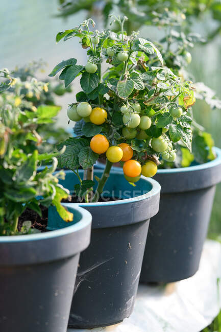 Kirschtomaten wachsen auf Tomatenpflanzen — Stockfoto