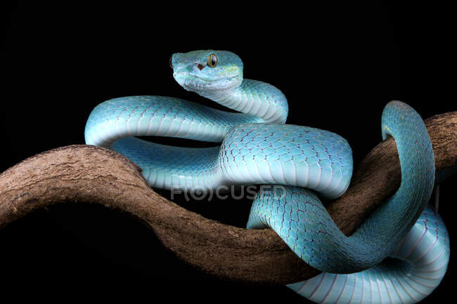 Coiled blue viper on a branch, Indonesia — Stock Photo